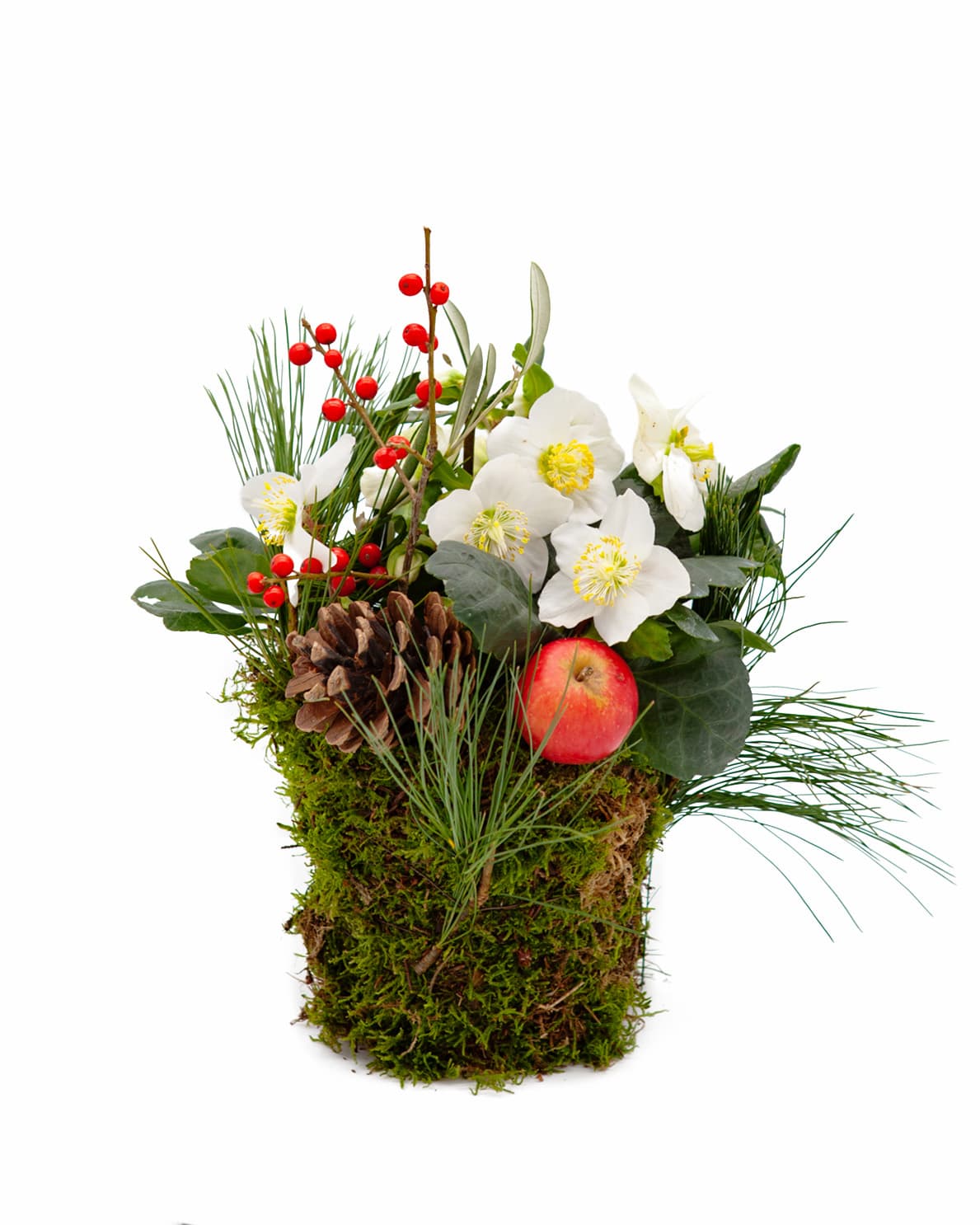 Christmas Rose