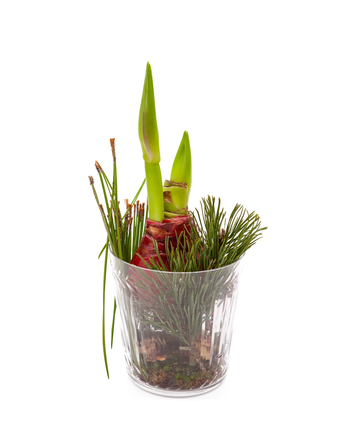 Crystal Amaryllis