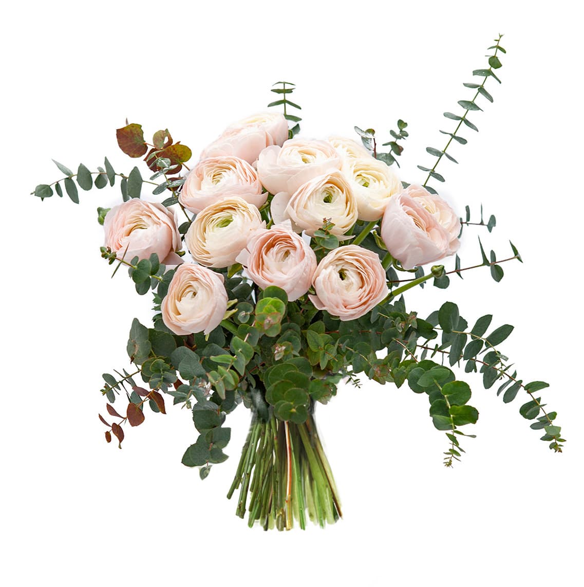Ranunculus Dream